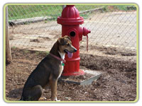 Lilly guarding the minding the fire hydrant